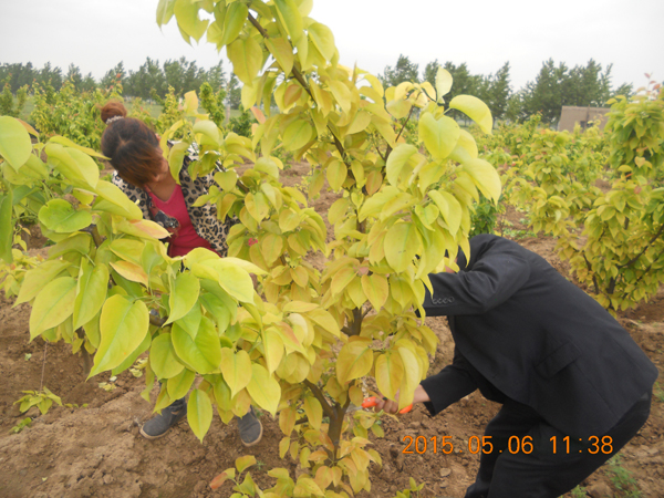 河南晚秋黃梨樹根腐、根瘤、黃化綜合癥查看與治療