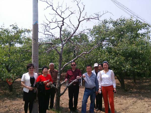 商丘十萬畝梨園梨樹根腐病查看與治療