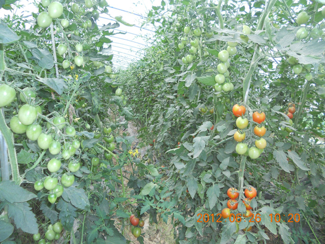 圣女果實(shí)驗(yàn)基地