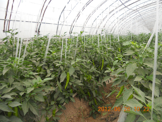 簡(jiǎn)棚辣椒實(shí)驗(yàn)基地