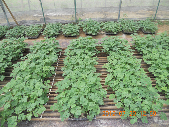 育苗基質(zhì)實(shí)驗(yàn)基地