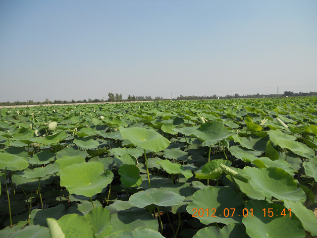 徐氏綠色生物有機(jī)肥千畝蓮菜種植基地
