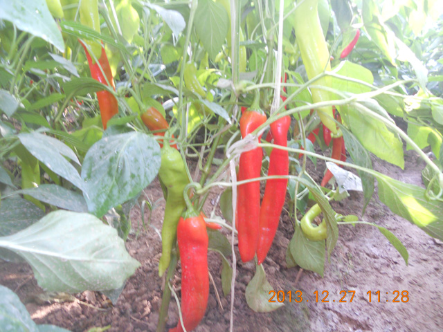 長垣有機(jī)辣椒種植基地1