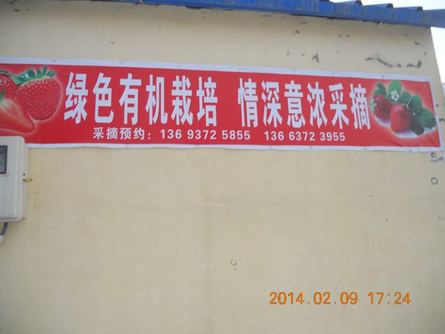 草莓有機(jī)采摘園1