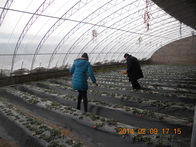 有機(jī)草莓采摘3