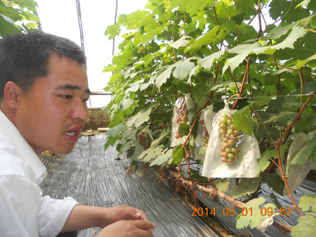葡萄有機(jī)采摘1