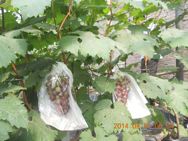 葡萄有機(jī)采摘4