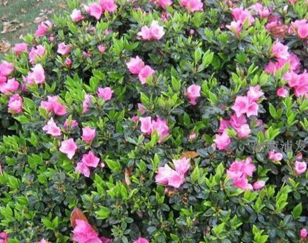 河南滑縣龍?zhí)┥锟萍加邢薰?，生物有機(jī)肥、沖施肥、葉面肥、花卉實(shí)驗(yàn)種植基地 (5)