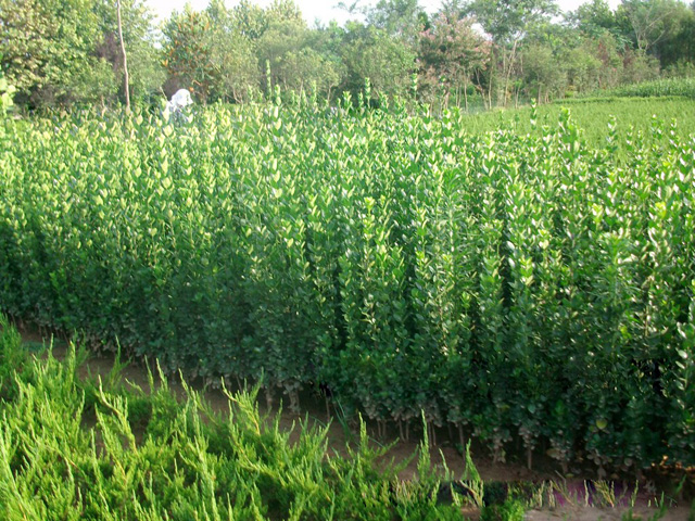 河南滑縣龍?zhí)┥锟萍加邢薰?，生物有機(jī)肥、沖施肥、葉面肥、花卉實(shí)驗(yàn)種植基地 (9)